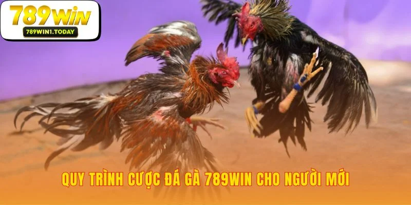 Ba bước cược đầu tiên trên nền tảng Đá Gà 789WIN